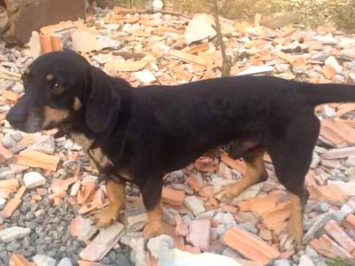 Cachorro ra a Vira lata  e linguiça idade 1 ano nome Guerreiro e marley