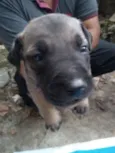 Baby dogs