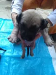 Baby dogs