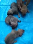 Baby dogs