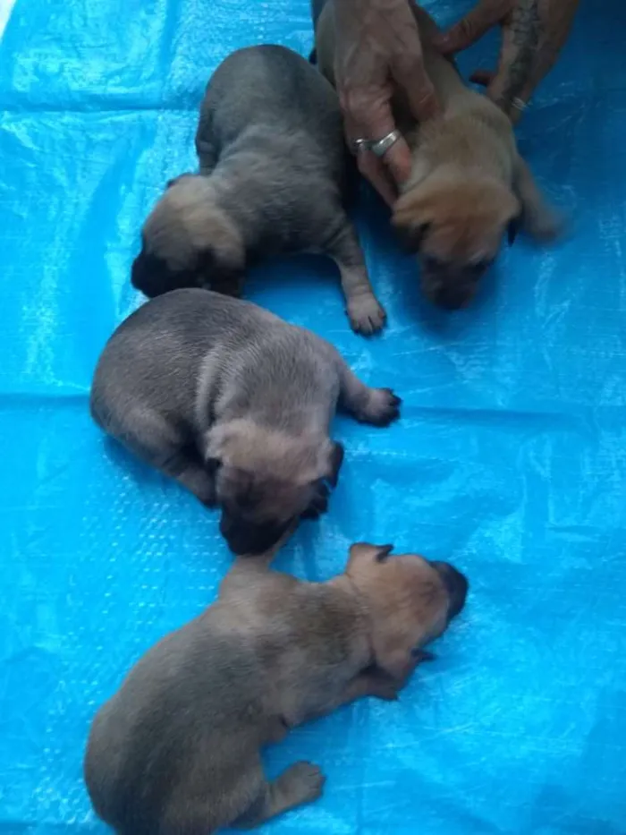 Cachorro ra a Mistura de Pit bull  idade Abaixo de 2 meses nome Baby dogs