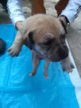 Baby dogs