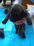 Baby dogs