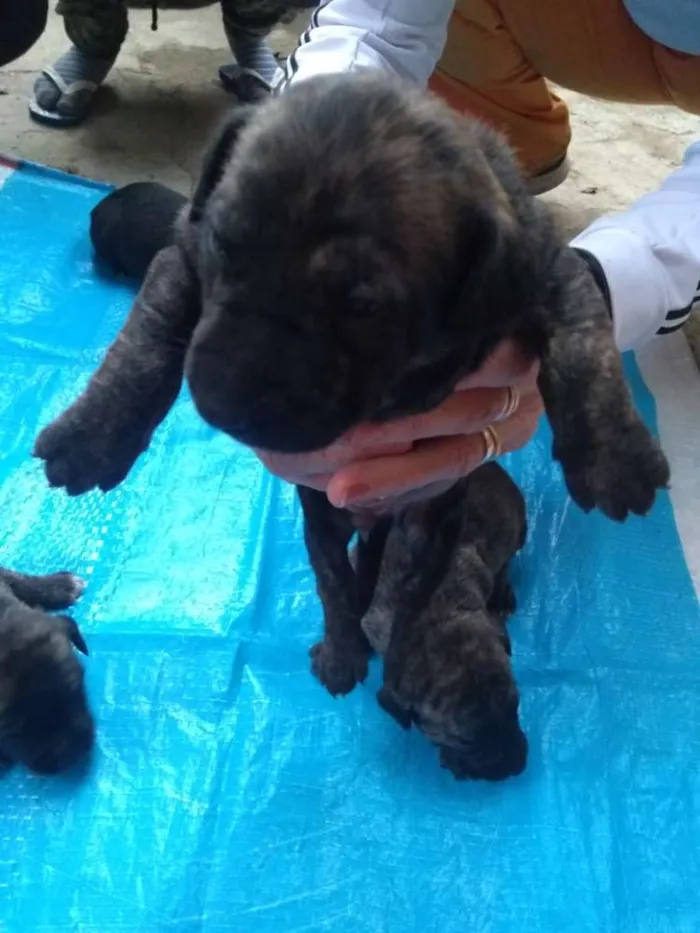 Cachorro ra a Mistura de Pit bull  idade Abaixo de 2 meses nome Baby dogs