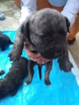 Baby dogs