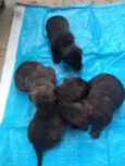 Baby dogs