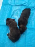 Baby dogs