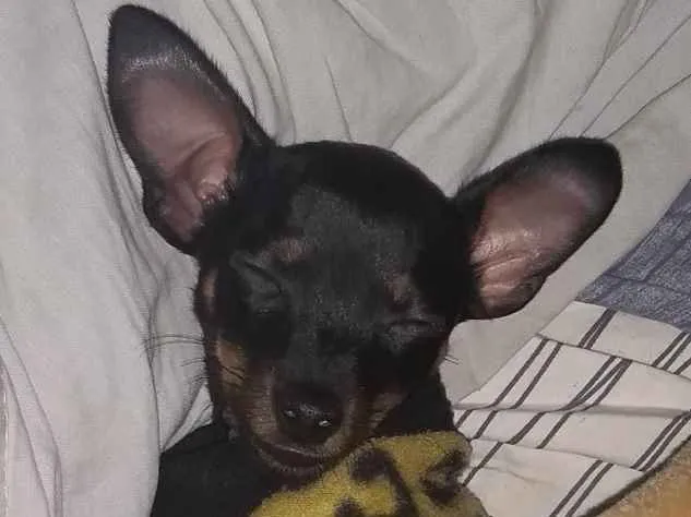 Cachorro ra a Pinscher idade 1 ano nome Pingo