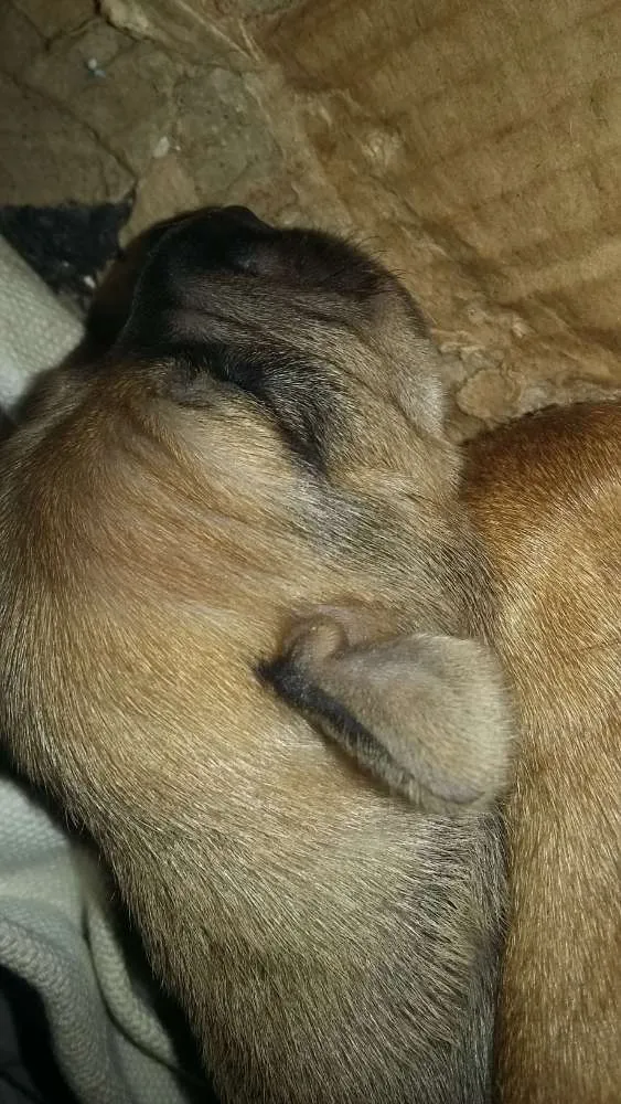 Cachorro ra a Vira lata  idade Abaixo de 2 meses nome Pantera,Akira,Logan