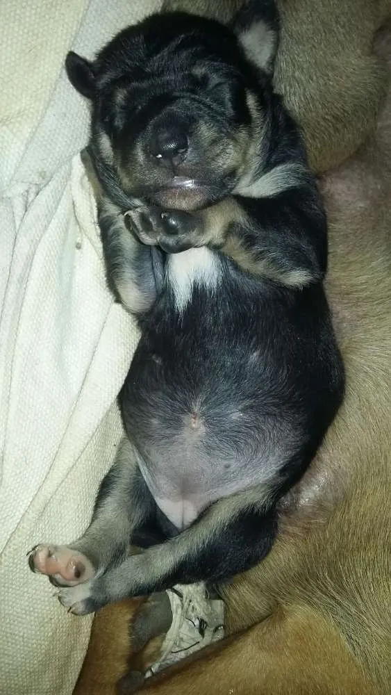 Cachorro ra a Vira lata  idade Abaixo de 2 meses nome Pantera,Akira,Logan