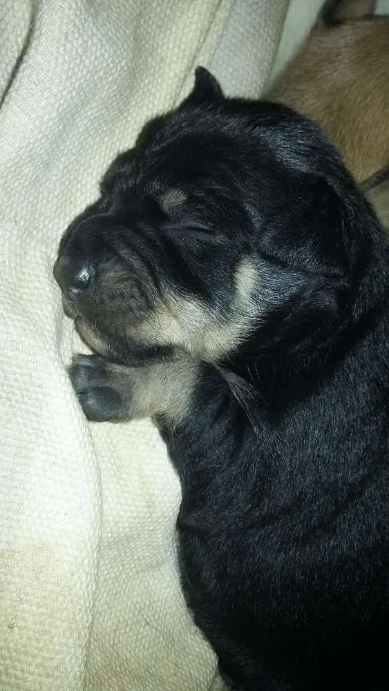 Cachorro ra a Vira lata  idade Abaixo de 2 meses nome Pantera,Akira,Logan