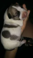 Pantera,Akira,Logan