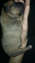 Pantera,Akira,Logan