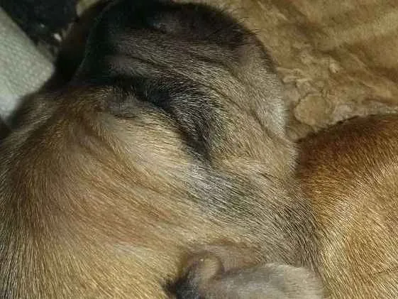 Cachorro ra a Vira lata  idade Abaixo de 2 meses nome Pantera,Akira,Logan