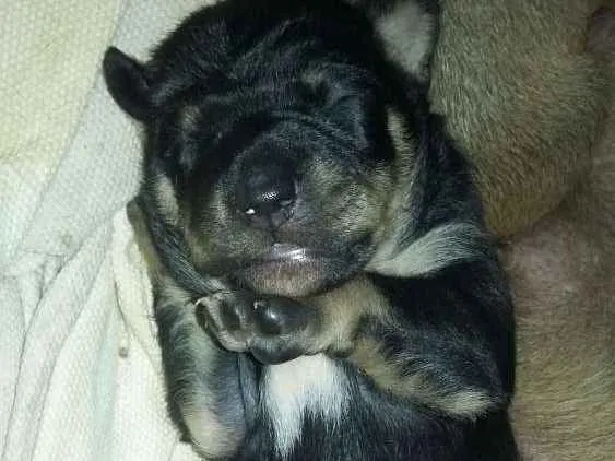 Cachorro ra a Vira lata  idade Abaixo de 2 meses nome Pantera,Akira,Logan