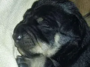 Cachorro raça Vira lata  idade Abaixo de 2 meses nome Pantera,Akira,Logan