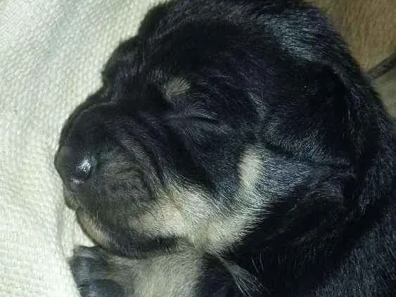 Cachorro ra a Vira lata  idade Abaixo de 2 meses nome Pantera,Akira,Logan