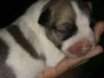 Pantera,Akira,Logan