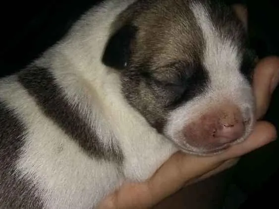 Cachorro ra a Vira lata  idade Abaixo de 2 meses nome Pantera,Akira,Logan