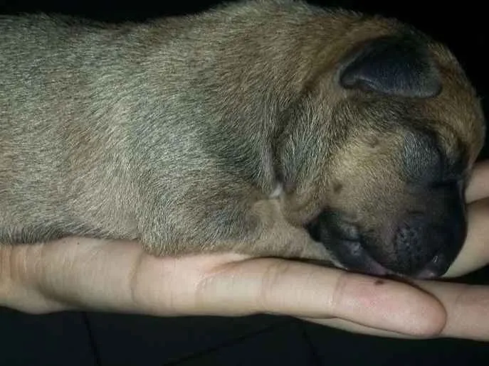 Cachorro ra a Vira lata  idade Abaixo de 2 meses nome Pantera,Akira,Logan
