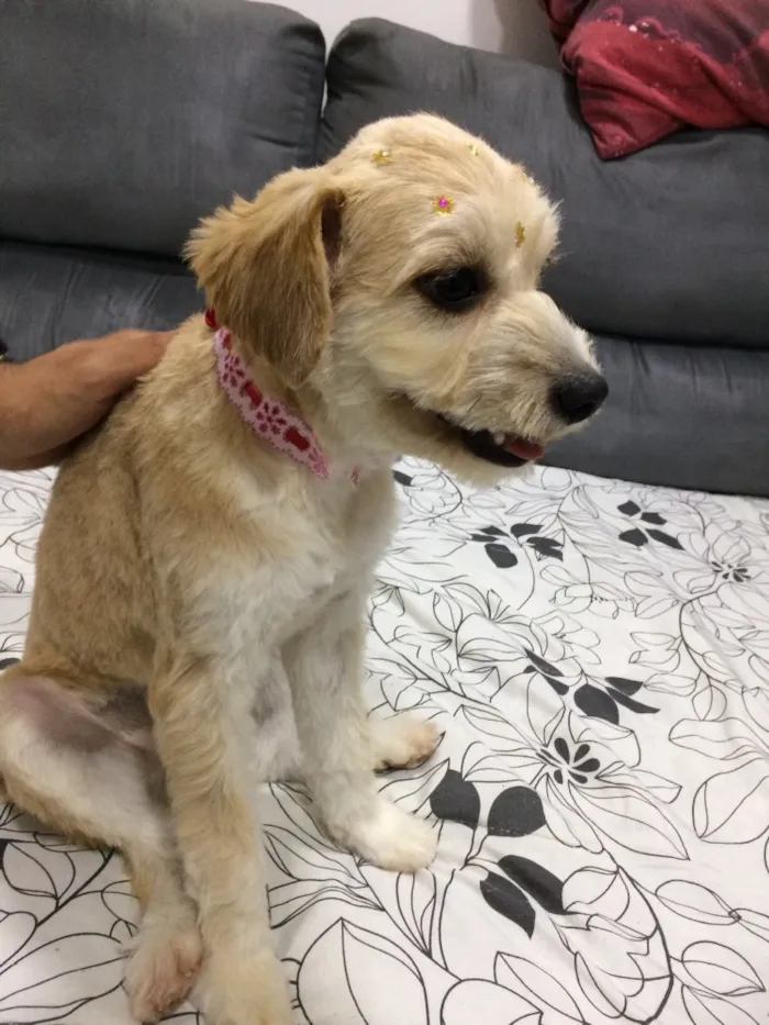 Cachorro raça Vira lata idade 7 a 11 meses nome Meg