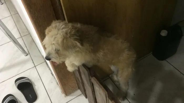Cachorro raça Vira lata idade 7 a 11 meses nome Meg