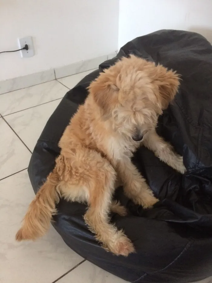 Cachorro raça Vira lata idade 7 a 11 meses nome Meg