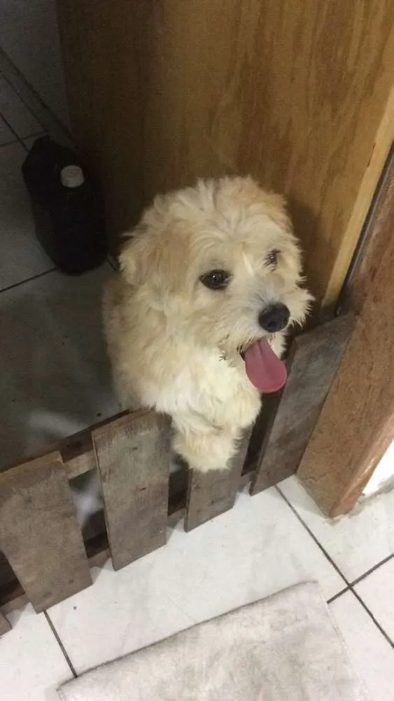 Cachorro raça Vira lata idade 7 a 11 meses nome Meg