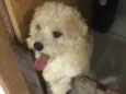 Meg