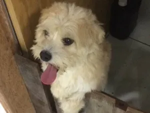 Cachorro raça Vira lata idade 7 a 11 meses nome Meg