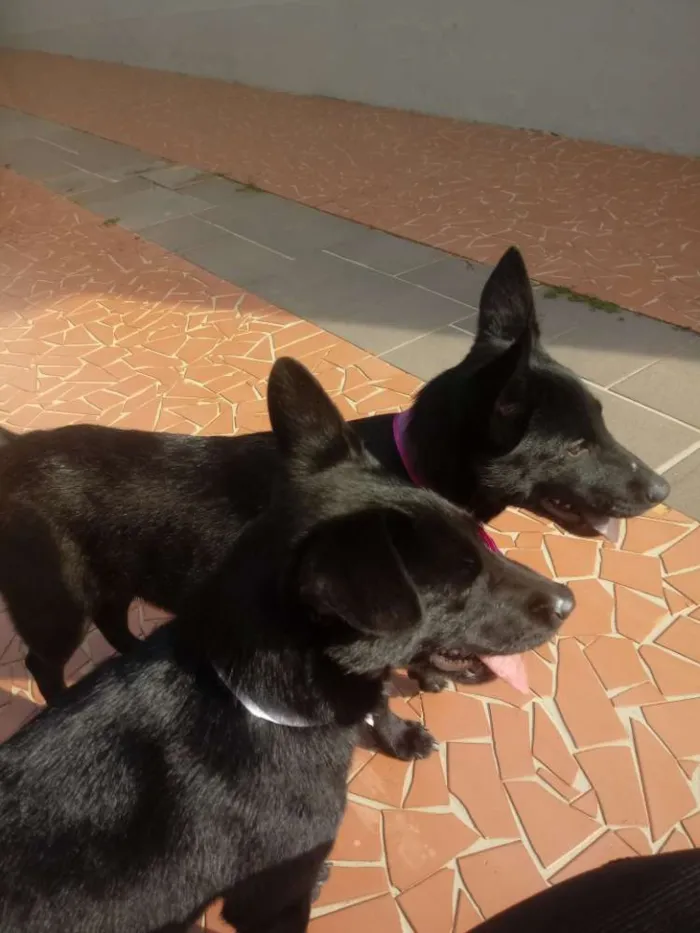 Cachorro ra a Sem raça definida idade 2 a 6 meses nome Gigi e Dora 