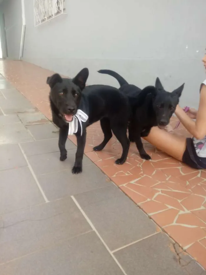 Cachorro ra a Sem raça definida idade 2 a 6 meses nome Gigi e Dora 