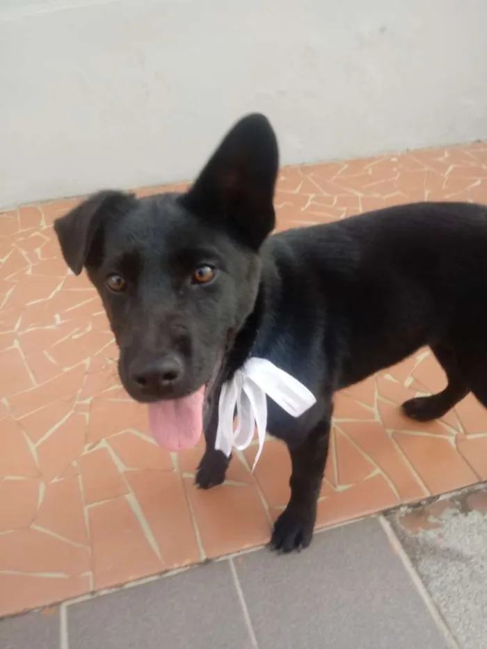 Cachorro ra a Sem raça definida idade 2 a 6 meses nome Gigi e Dora 