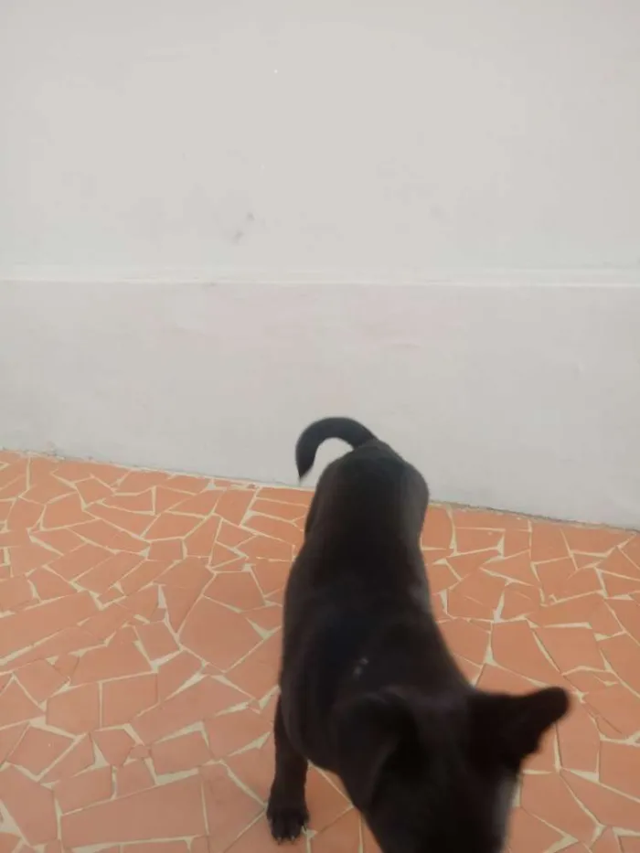 Cachorro ra a Sem raça definida idade 2 a 6 meses nome Gigi e Dora 