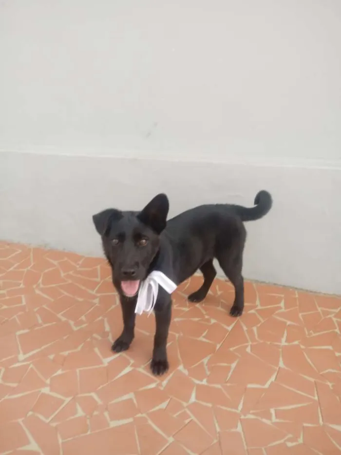 Cachorro ra a Sem raça definida idade 2 a 6 meses nome Gigi e Dora 