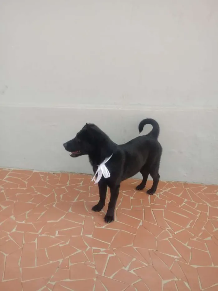 Cachorro ra a Sem raça definida idade 2 a 6 meses nome Gigi e Dora 