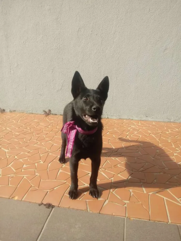 Cachorro ra a Sem raça definida idade 2 a 6 meses nome Gigi e Dora 