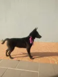 Gigi e Dora 