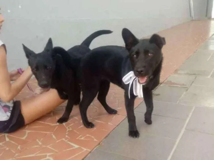 Cachorro ra a Sem raça definida idade 2 a 6 meses nome Gigi e Dora 