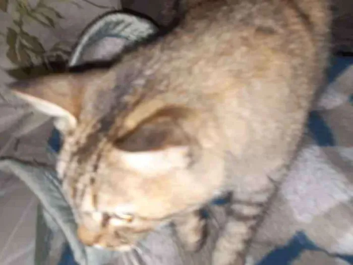 Gato ra a Não sei idade Abaixo de 2 meses nome Não sei