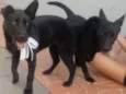 Gigi e Dora 
