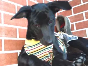 Cachorro raça SRD idade 2 a 6 meses nome Princesa