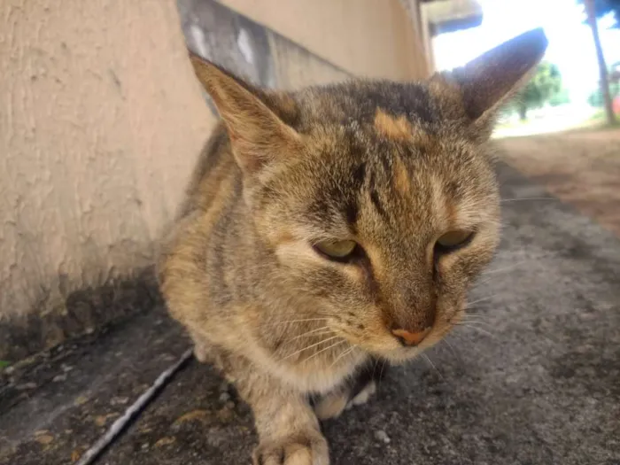 Gato raça SRD idade 6 ou mais anos nome Rosinha