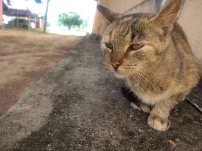 Gato raça SRD idade 6 ou mais anos nome Rosinha