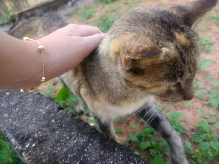 Gato raça SRD idade 6 ou mais anos nome Rosinha