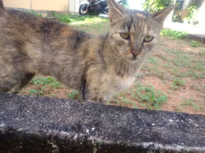 Gato raça SRD idade 6 ou mais anos nome Rosinha
