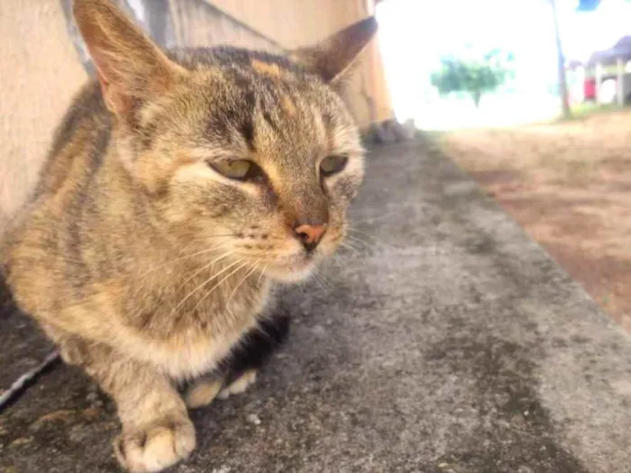 Gato raça SRD idade 6 ou mais anos nome Rosinha