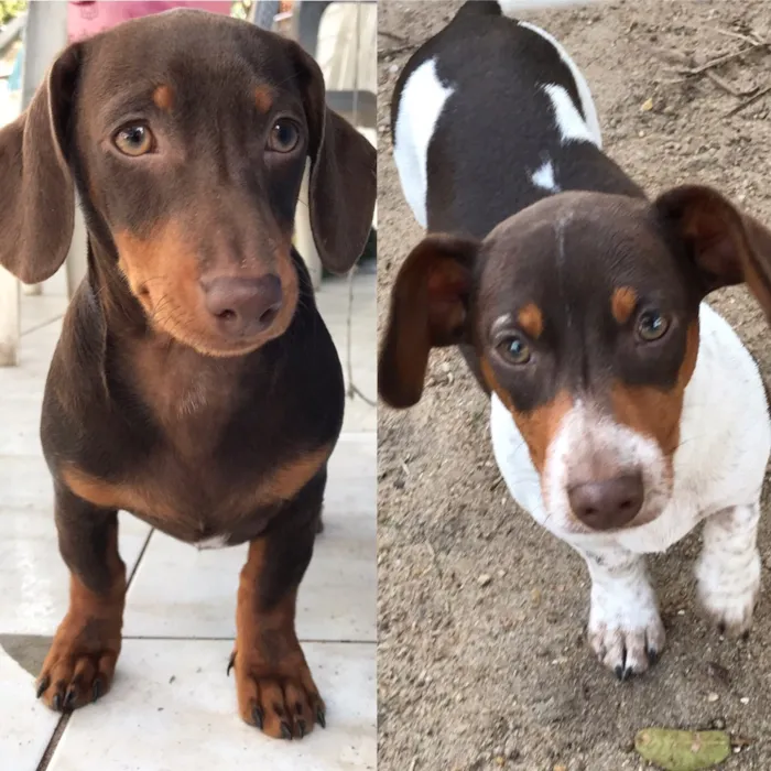 Cachorro ra a DASCHUND e MESTIÇO  idade 2 a 6 meses nome PITOCO e MANCHINHA