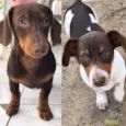 PITOCO e MANCHINHA