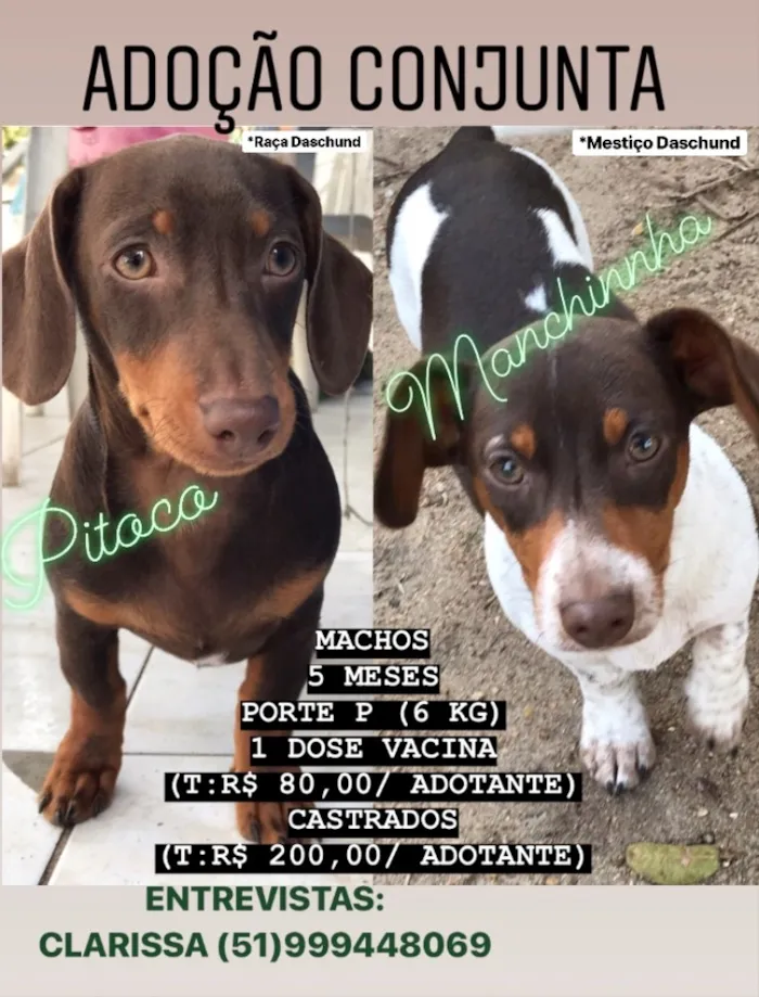 Cachorro ra a DASCHUND e MESTIÇO  idade 2 a 6 meses nome PITOCO e MANCHINHA